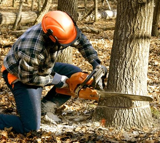 Tree Removal in Sun, LA